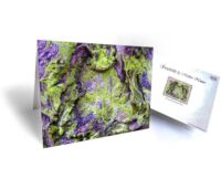 tree gift greeting card