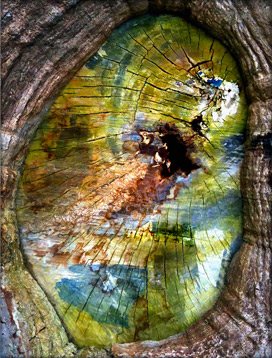trees art prints