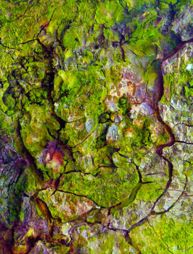 trees art prints
