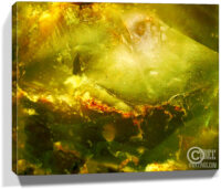 trees prints for sale