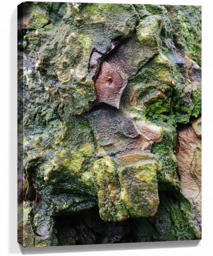 Trees Wall Art For Sale