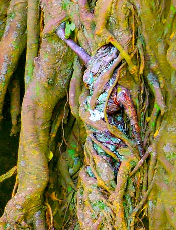trees-poster-prints